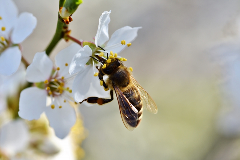 jardinerie-ST PAUL EN FORET-min_bee-4092986